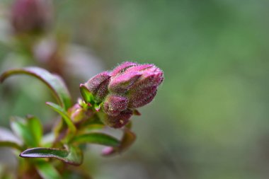 Güneşli bir günde bahçede büyüyen güzel çiçekler. 