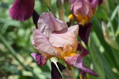 Güneşli yaz gününde bahçede büyüyen güzel irisler 