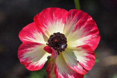 Güneşli bir günde bahçede büyüyen güzel çiçek. 