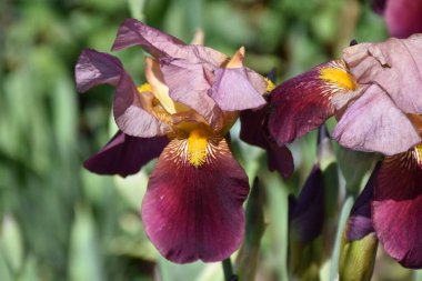 Güneşli bir günde bahçede büyüyen güzel çiçekler. 