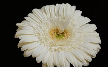 Koyu arkaplanda güzel çiçekler, yaz konsepti, yakın manzara  