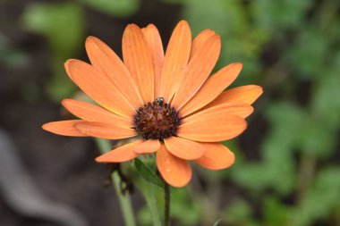 Güneşli bir günde bahçede büyüyen güzel çiçekler. 