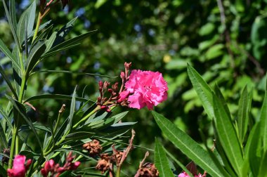 Güneşli bir günde bahçede büyüyen güzel çiçekler. 