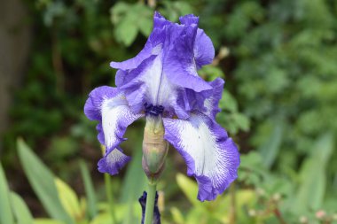 Güneşli yaz gününde bahçede büyüyen güzel göz. 
