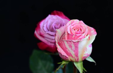 Koyu arkaplanda güzel güller, yaz konsepti, yakın manzara  