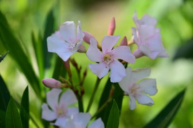 Güneşli bir günde bahçede büyüyen güzel çiçekler. 