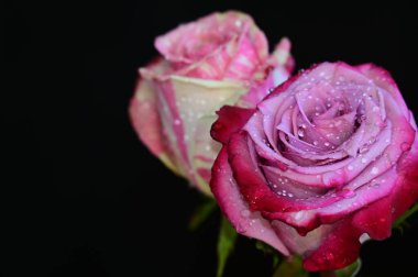 Koyu arkaplanda güzel güller, yaz konsepti, yakın manzara  