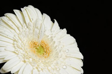 Koyu arkaplanda güzel çiçekler, yaz konsepti, yakın manzara  