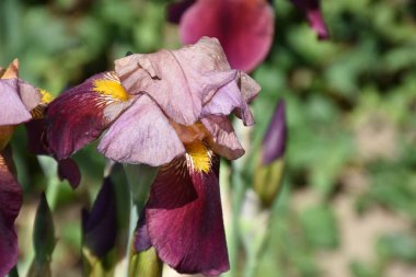 Güneşli bir günde bahçede büyüyen güzel çiçekler. 