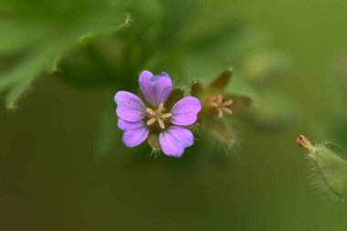 Güneşli bir günde bahçede büyüyen güzel çiçekler. 