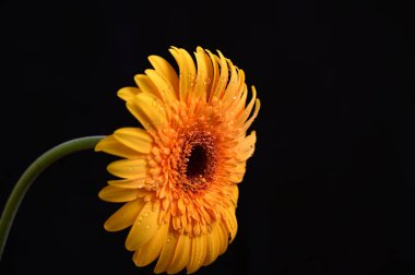 Koyu arkaplanda güzel çiçekler, yaz konsepti, yakın manzara  