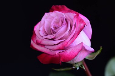 Koyu arkaplanda güzel bir gül, yaz konsepti, yakın görüş  