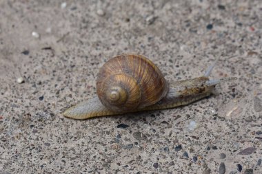 Şirin küçük salyangozlara yaklaş