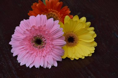 Güzel Gerbera çiçekleri, yaz konsepti, yakın manzara  