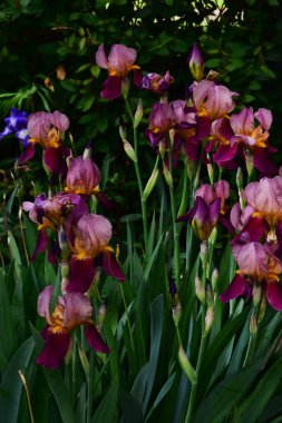 Güneşli yaz gününde bahçede büyüyen güzel irisler 