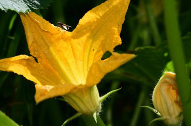 Güneşli bir günde bahçede büyüyen güzel çiçekler. 