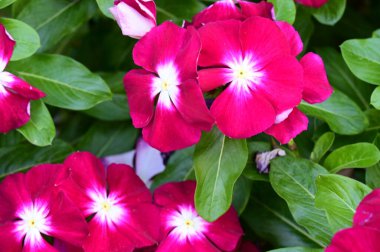 Güneşli bir günde bahçede büyüyen güzel çiçekler. 