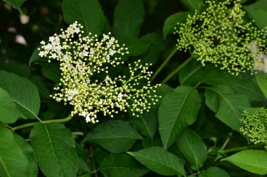 Güneşli bir günde bahçede büyüyen güzel çiçekler. 
