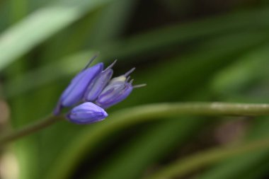 Güneşli bir günde bahçede büyüyen güzel çiçekler. 