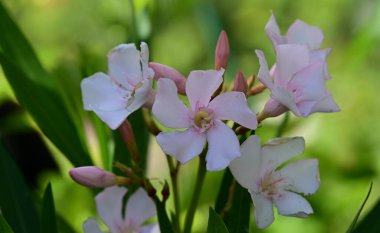 Güneşli bir günde bahçede büyüyen güzel çiçekler. 