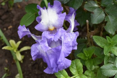 Güneşli yaz gününde bahçede büyüyen güzel göz. 