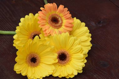 Koyu arkaplanda güzel çiçekler, yaz konsepti, yakın manzara  