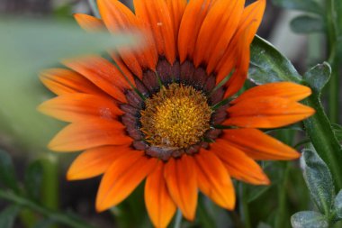 Güneşli bir günde bahçede büyüyen güzel çiçekler. 