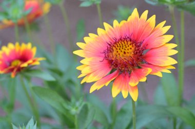 Güneşli bir günde bahçede büyüyen güzel çiçekler. 