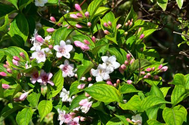 Güneşli bir günde bahçede büyüyen güzel çiçekler. 