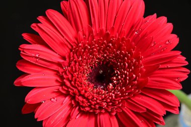 Koyu arkaplanda güzel çiçekler, yaz konsepti, yakın manzara  