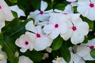 Güneşli bir günde bahçede büyüyen güzel çiçekler. 