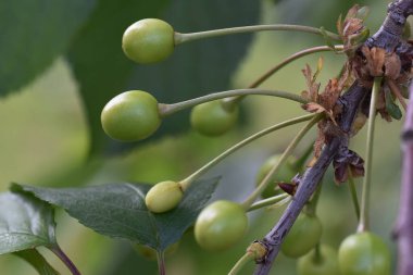 Olgunlaşmamış yeşil meyveli kiraz ağacı, yakın plan, bahar konsepti.  