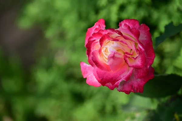 Vacker Ros Blomma Växer Trädgården Sommaren Solig Dag — Stockfoto