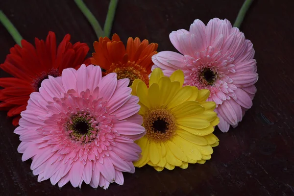 beautiful gerbera flowers, summer concept, close view