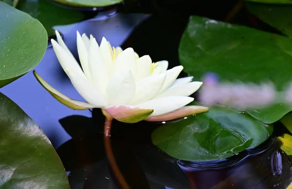 Belle Floraison Lotus Poussant Dans Étang Jour Été — Photo