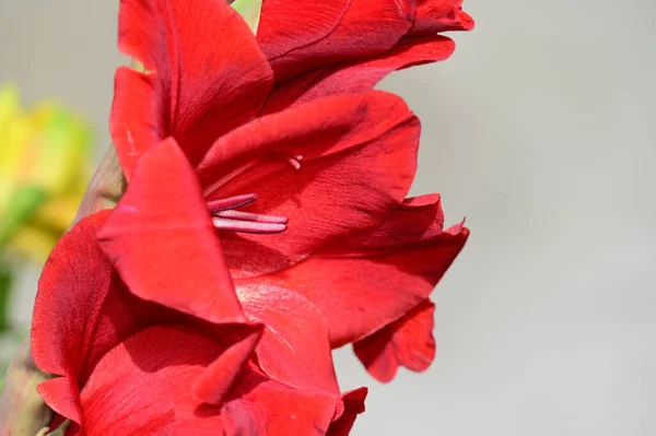 Flores Bonitas Que Crescem Jardim Dia Ensolarado — Fotografia de Stock