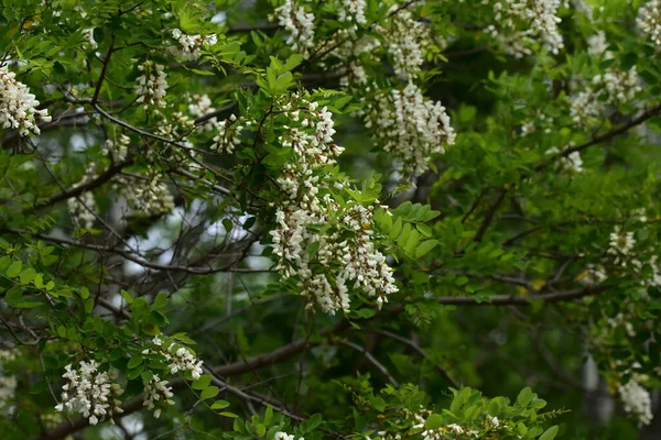 Hermosas Flores Que Crecen Jardín Día Soleado —  Fotos de Stock