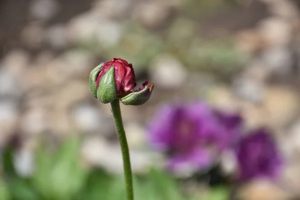 Belles Fleurs Poussant Dans Jardin Soleil Jour — Photo