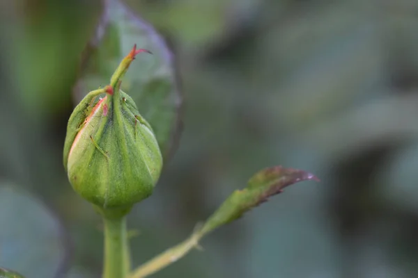 Bellissimo Fiore Rosa Che Cresce Giardino Estate Giornata Sole — Foto Stock