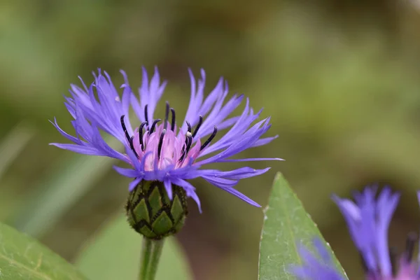 Hermosas Flores Que Crecen Jardín Día Soleado — Foto de Stock