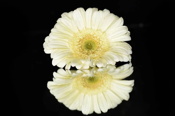 Bellissimi Fiori Gerbera Sfondo Scuro Concetto Estivo Vista Vicino — Foto Stock