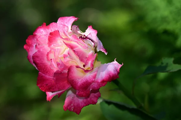 Hermosa Flor Rosa Creciendo Jardín Verano Día Soleado —  Fotos de Stock