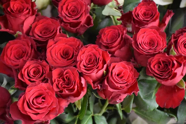 Schöne Rosen Auf Dunklem Hintergrund Sommerkonzept Nahsicht — Stockfoto