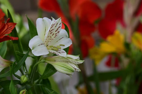 Krásné Květiny Rostoucí Zahradě Slunečného Dne — Stock fotografie