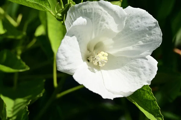 Bellissimo Fiore Che Cresce Giardino Nella Giornata Sole — Foto Stock