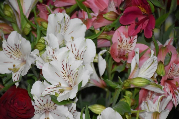 深色背景的美丽花朵花束 夏季概念 — 图库照片