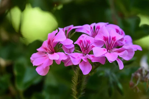 Hermosas Flores Que Crecen Jardín Día Soleado —  Fotos de Stock