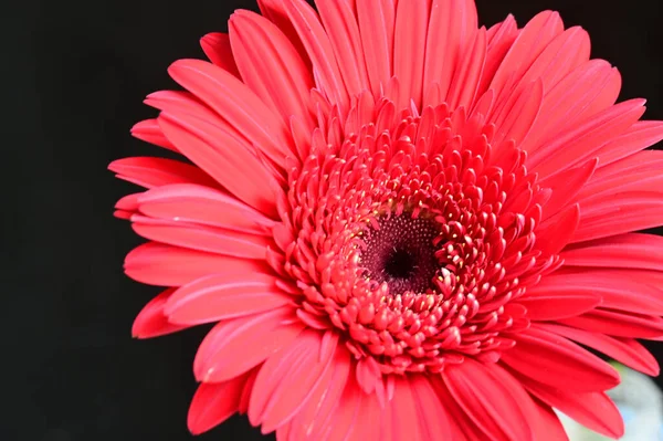 Ramo Hermosas Flores Sobre Fondo Oscuro Concepto Verano Vista Cercana —  Fotos de Stock