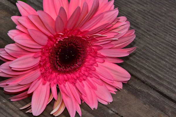 Hermosas Flores Gerberas Concepto Verano Vista Cercana — Foto de Stock