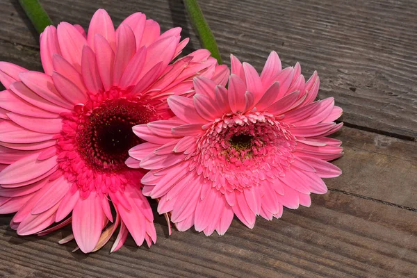 Piękne Gerbera Kwiaty Koncepcja Latem Widok Bliska — Zdjęcie stockowe